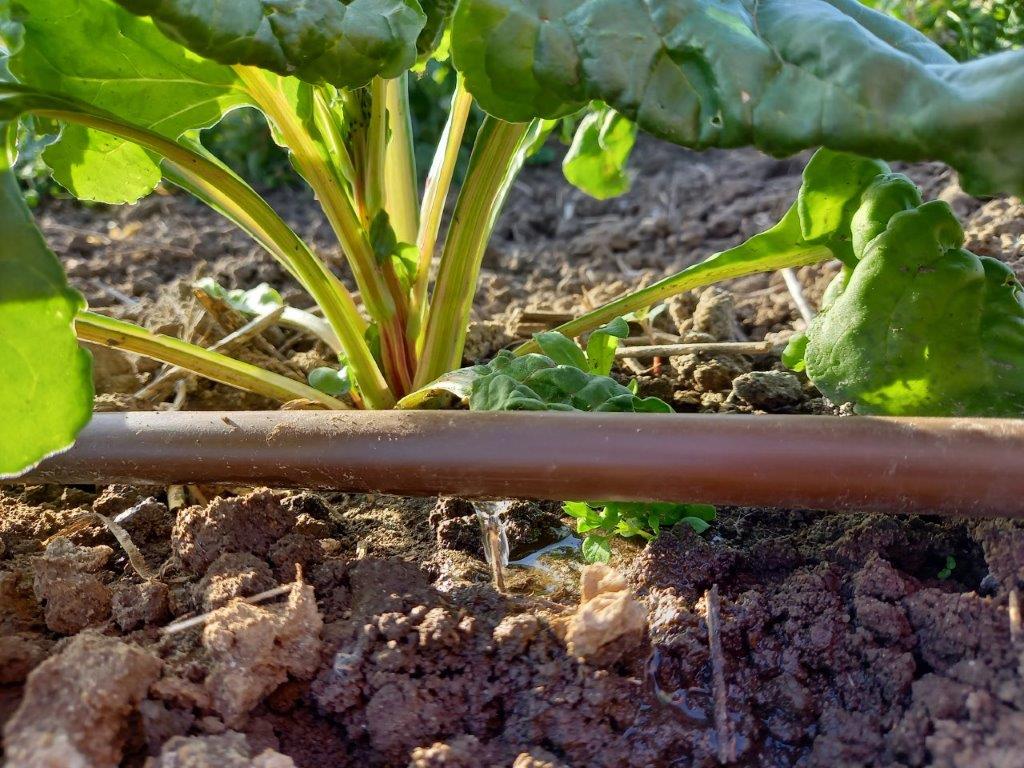 Tropfleitungen im Gemüsegarten sichern eine gute Ernte.